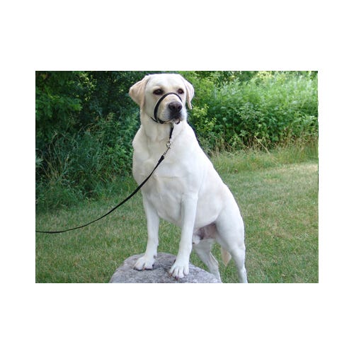 Gentle Leader Dog Headcollar - Black