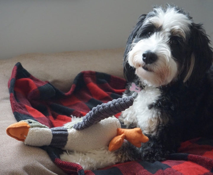 Tall Tails - Plush Duck Squeaker Dog Toy - 12"