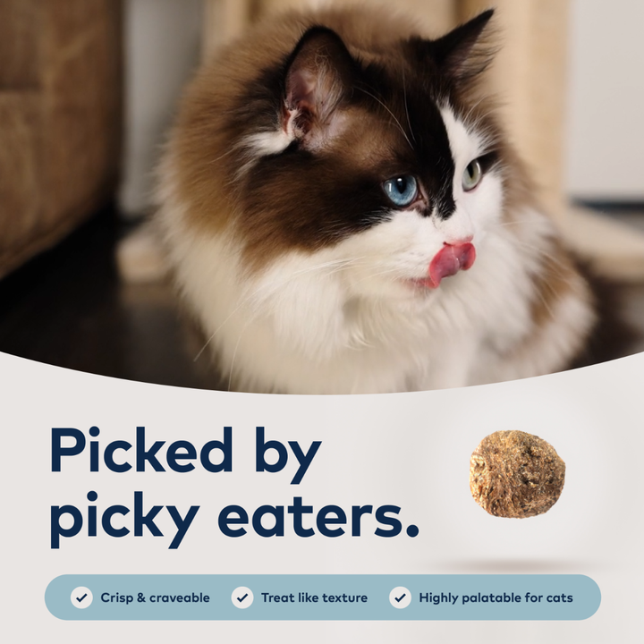 ZIWI Peak Steam and Dried Beef with Southern Blue Whiting Cat Food