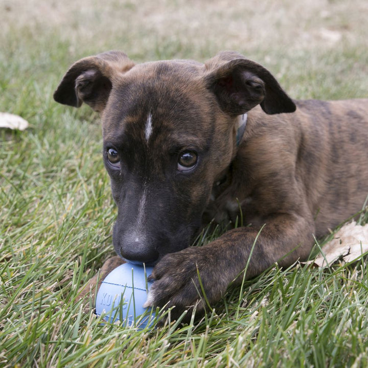 Kong Puppy Ball Dog Toy