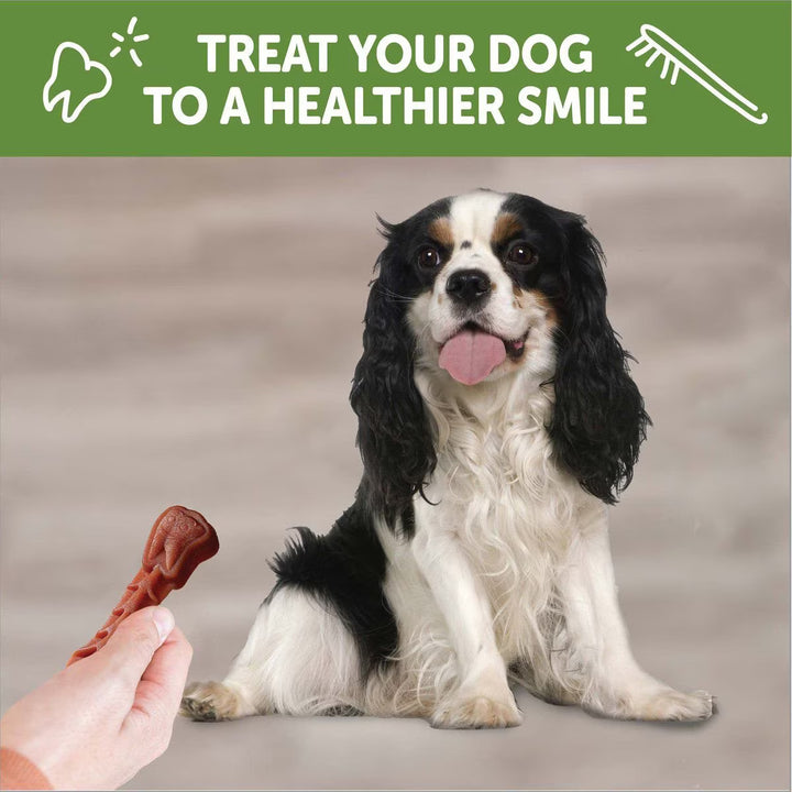 Whimzees Brushzees Dental Chew for Dogs