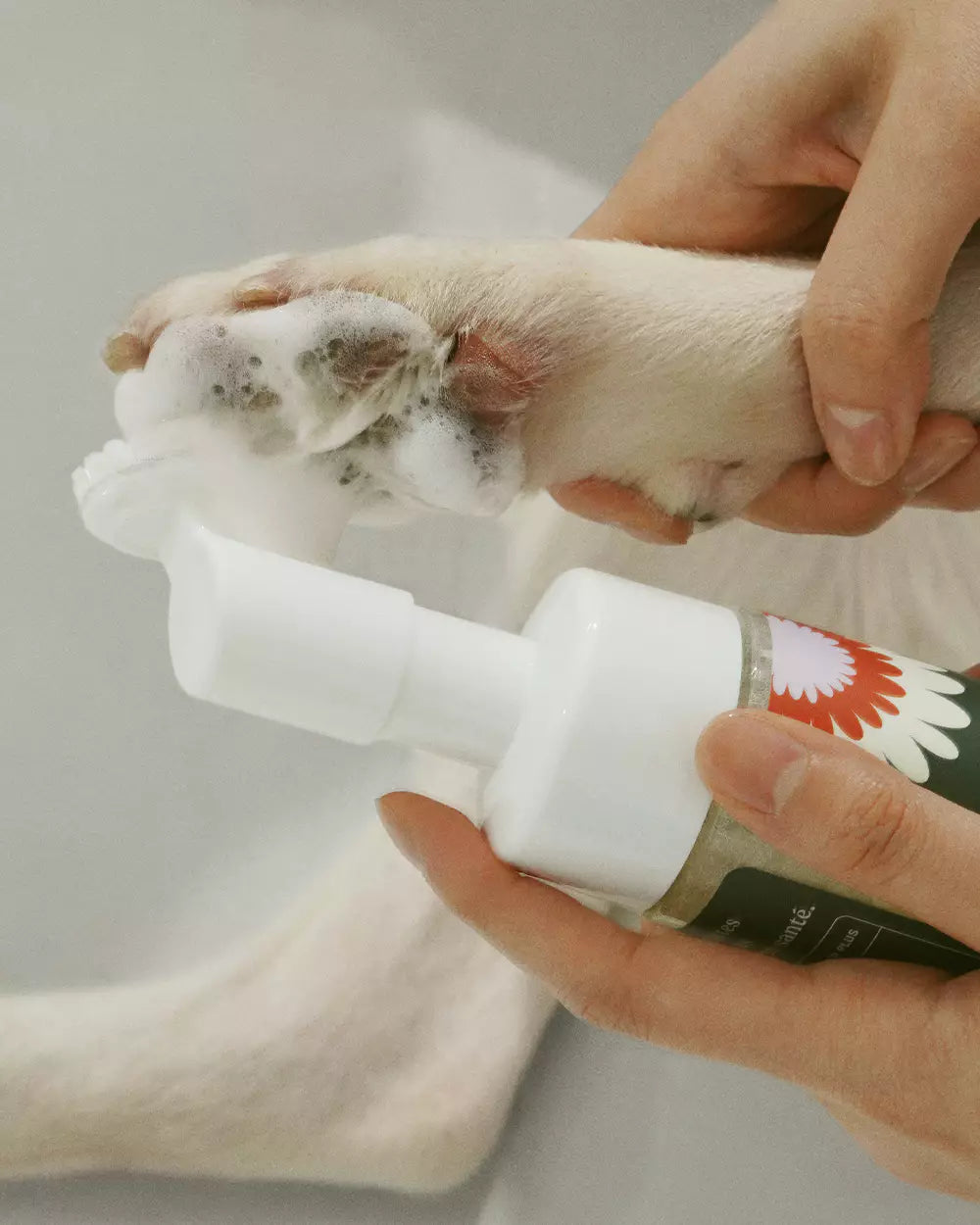 Dandylion Clean Paws No-Rinse Foaming Cleanser