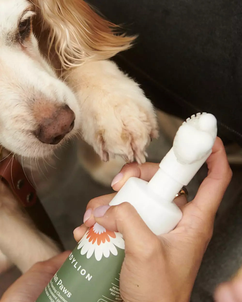 Dandylion Clean Paws No-Rinse Foaming Cleanser