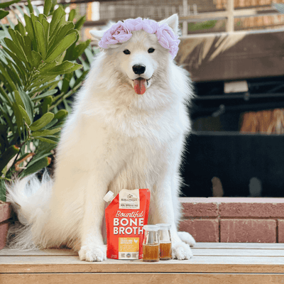Stella & Chewy's Bountiful Bone Broth With Cage Free Chicken
