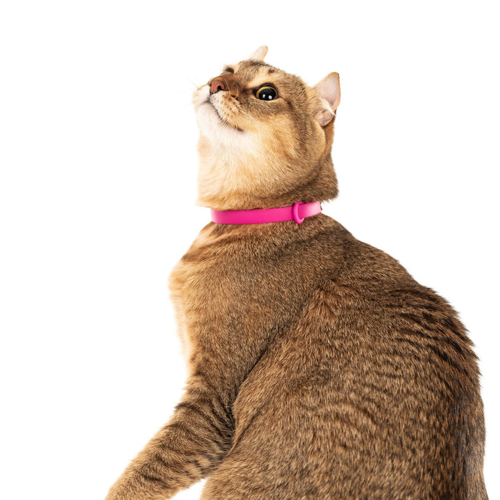 Nuvuq Comfortable Cat Collar