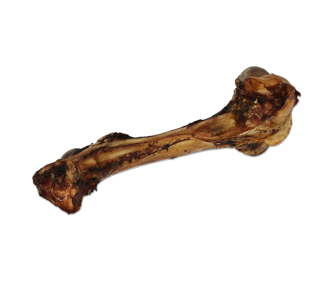 Open Range Cured Dino Bone